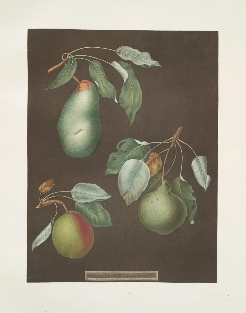 Hrušky (odrůdy Saint Germain, Winter swan’s egg a Double blossom), 1812 – Nr. 8, George Brookshaw