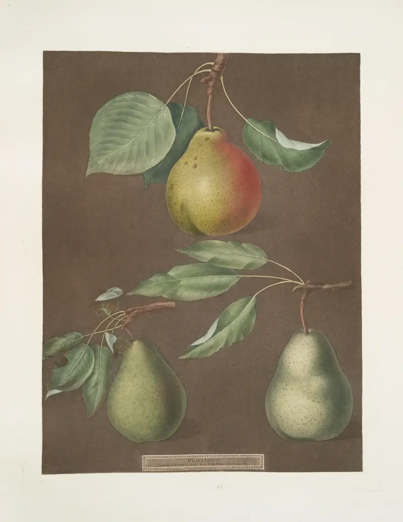 Hrušky (Cadillac, Paddington a the Saint Marshall), 1812 – Nr. 9, George Brookshaw