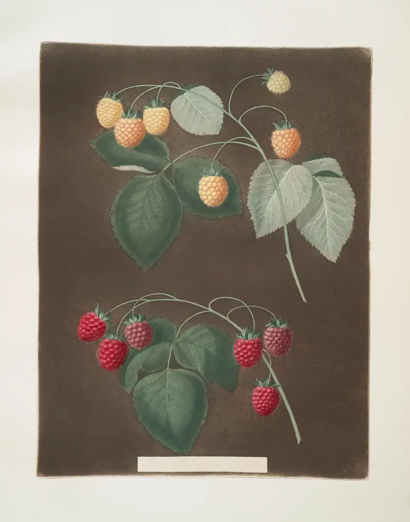 Red and the White Antwerp Raspberries. av George Brookshaw