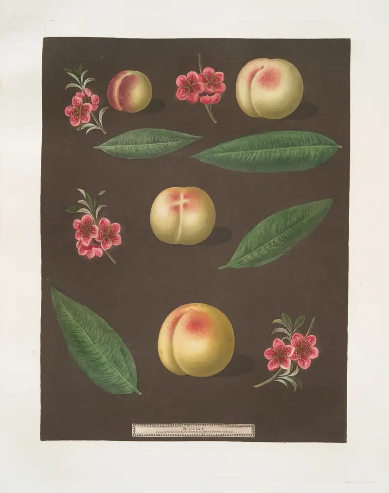 Red nutmeg, Hemskirk, Early Ann and French Vanguard Peaches. av George Brookshaw