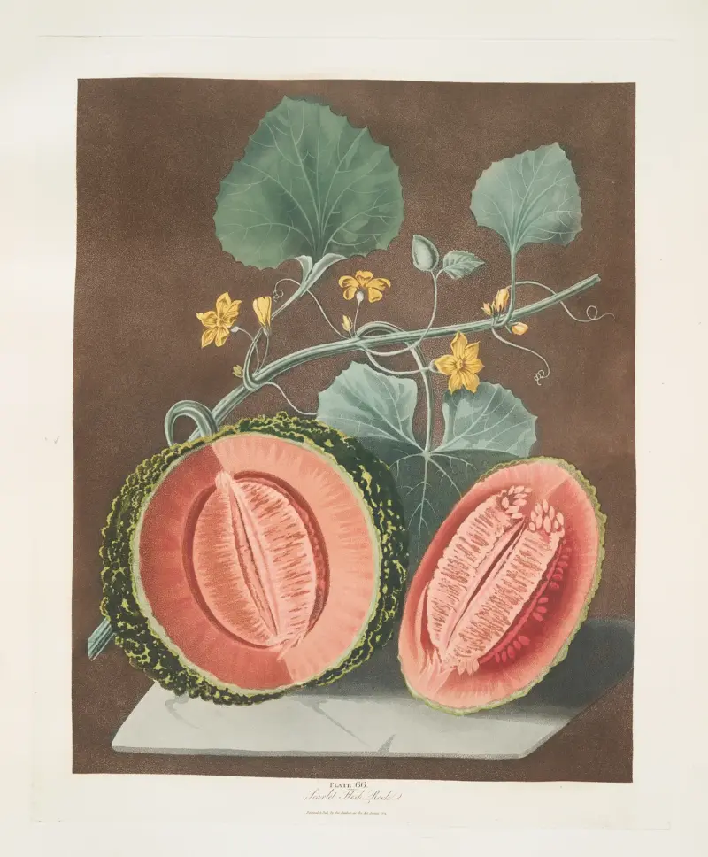 Scarlet flesh rock melon. av George Brookshaw