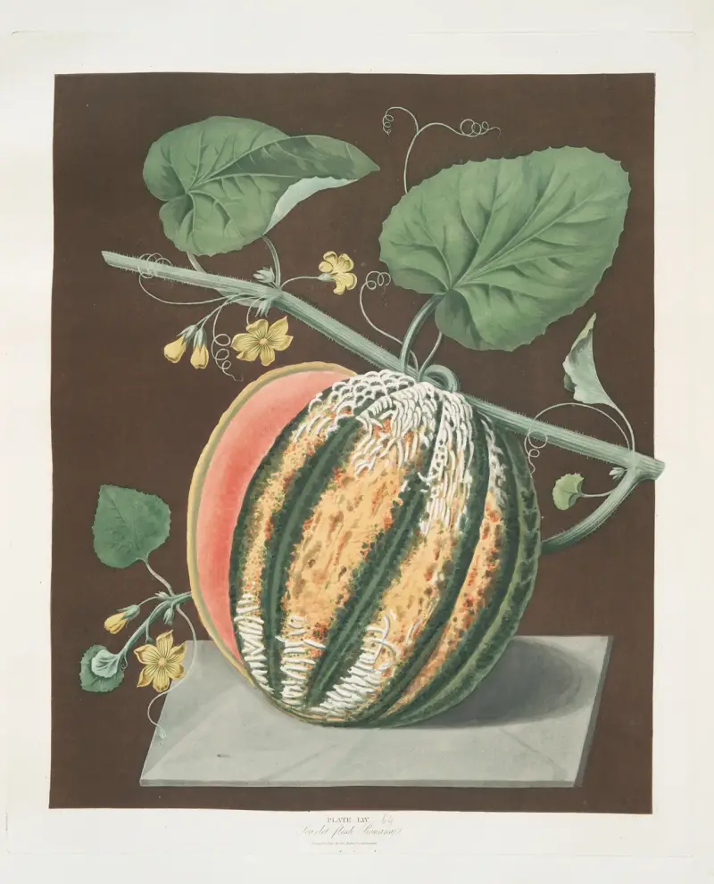 Scarlet flesh Romana melon. av George Brookshaw