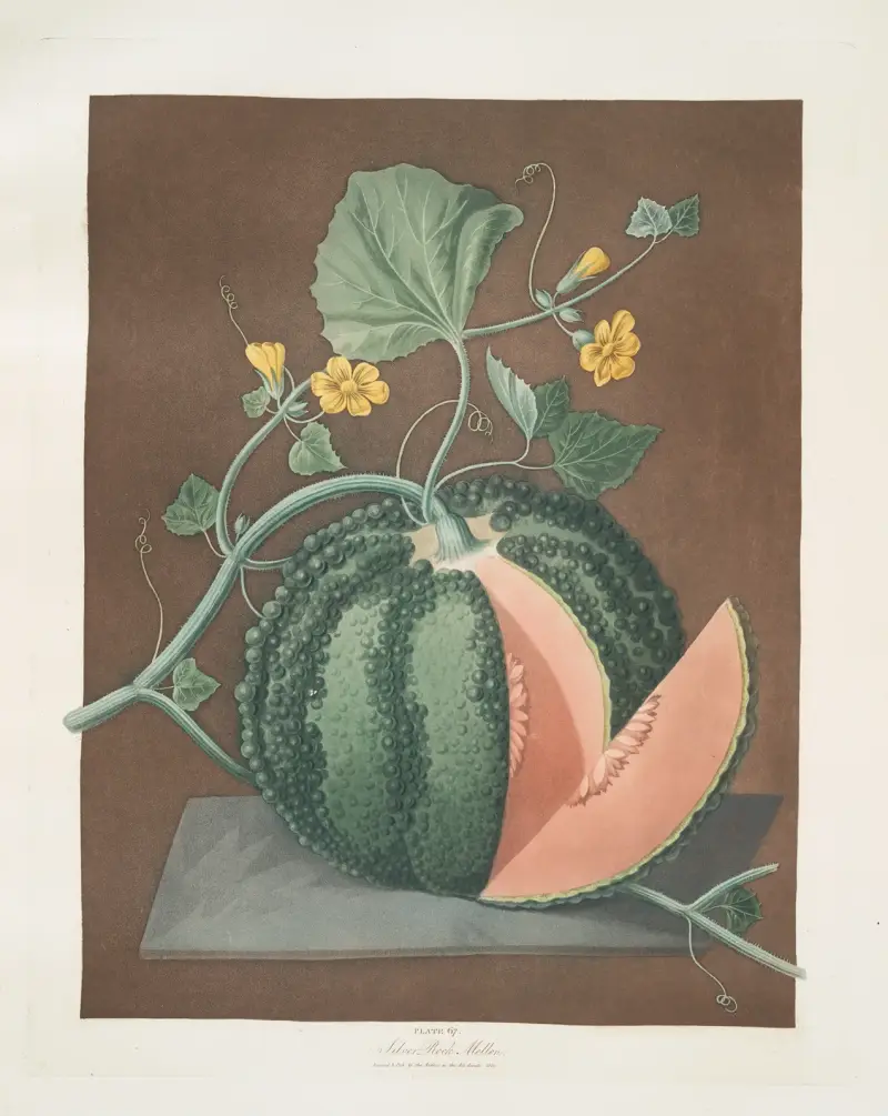 Silver rock melon. av George Brookshaw