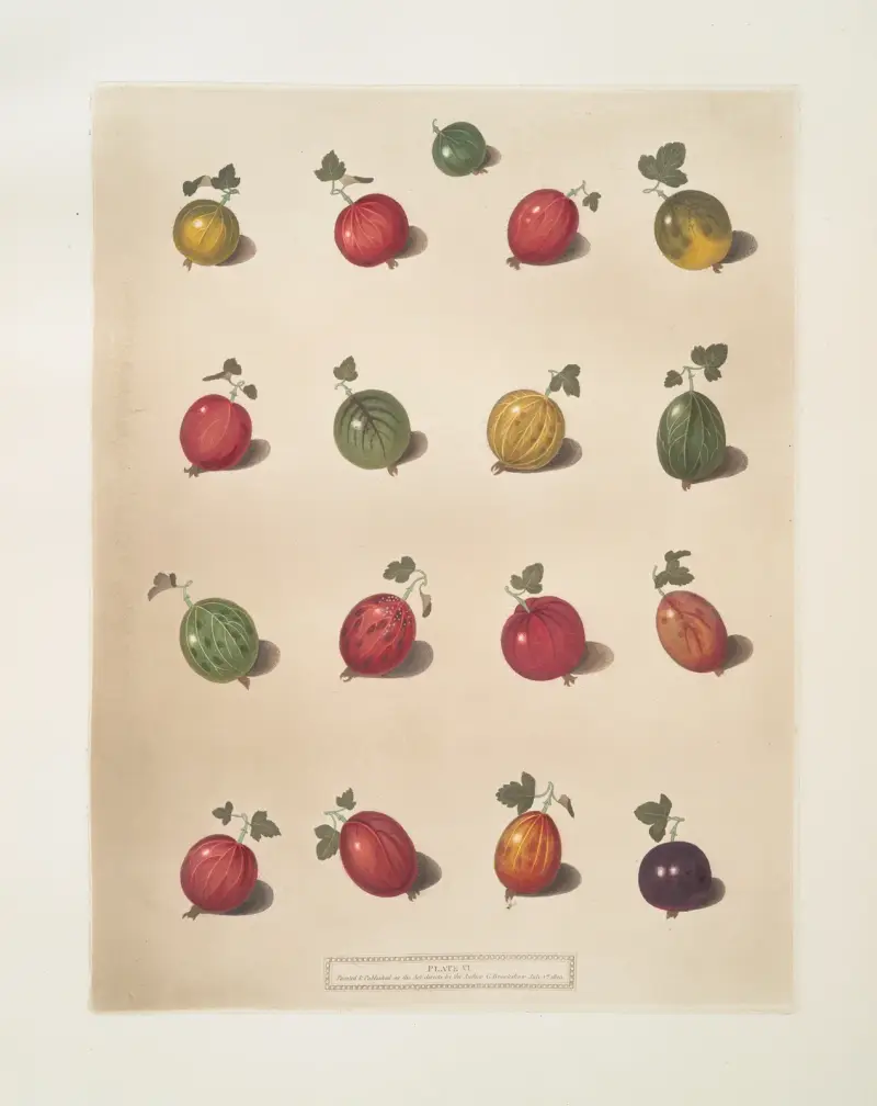 Sebton sorters krusbär av George Brookshaw