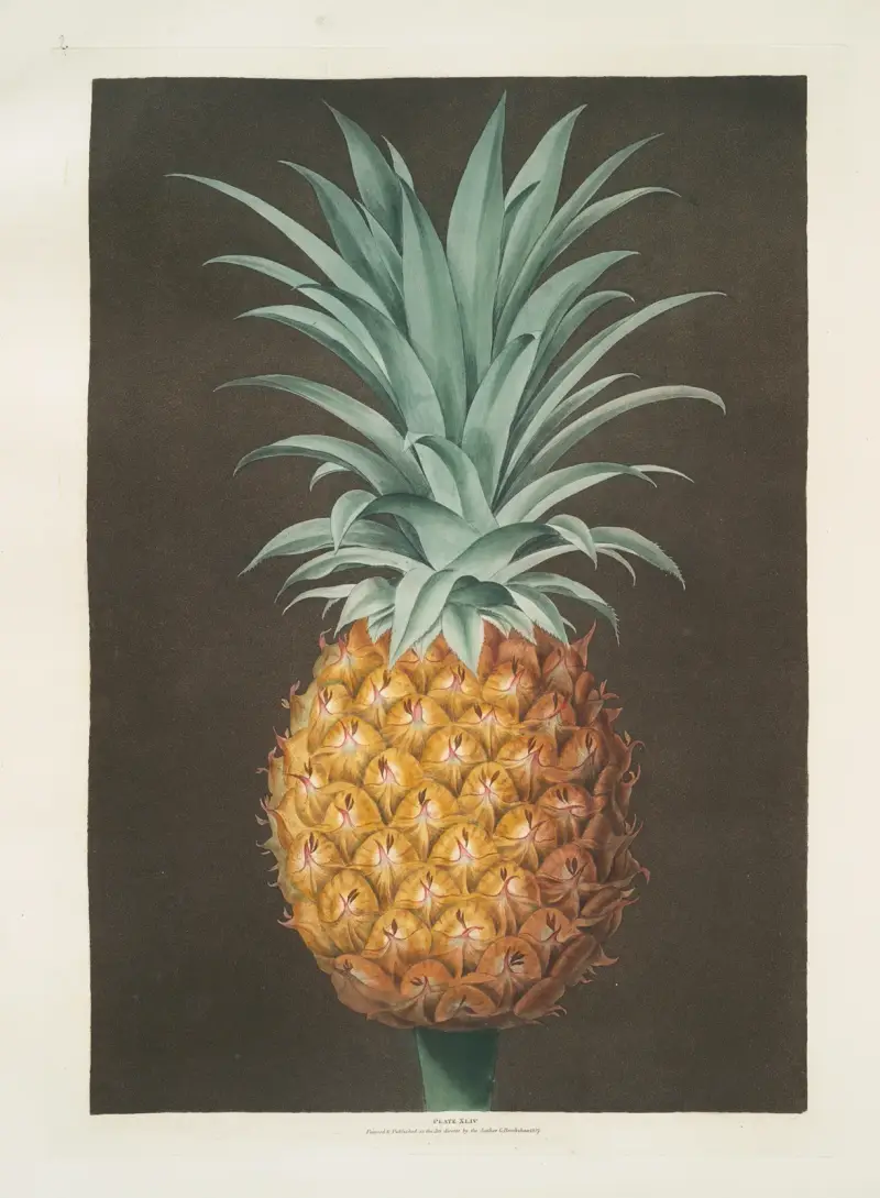 Smooth leaved green Antigua pine. av George Brookshaw