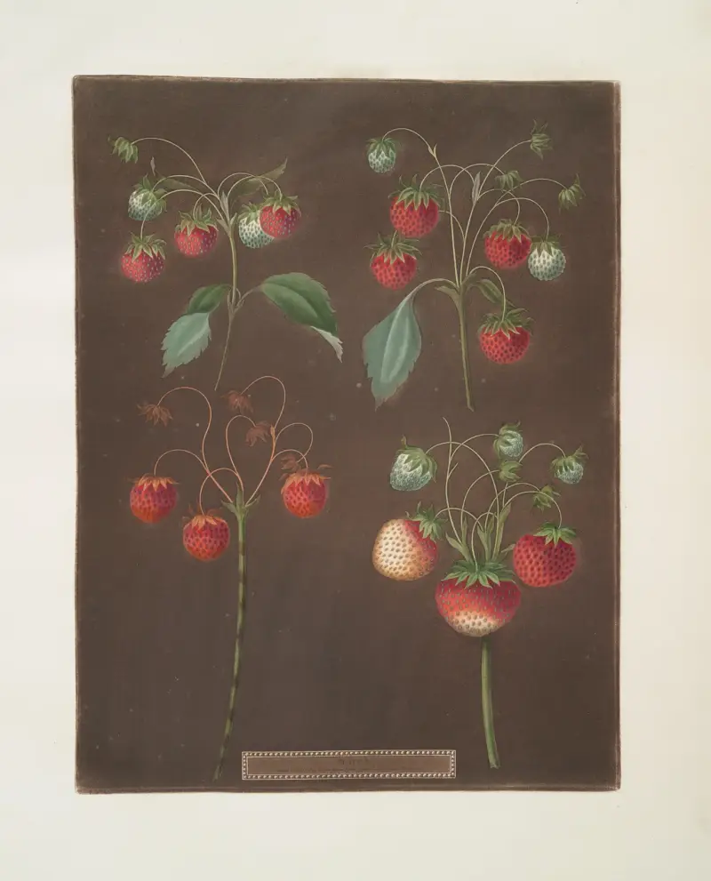 Strawberry varieties; Early scarlet -Late scarlet -Golden-drop – Pine. av George Brookshaw