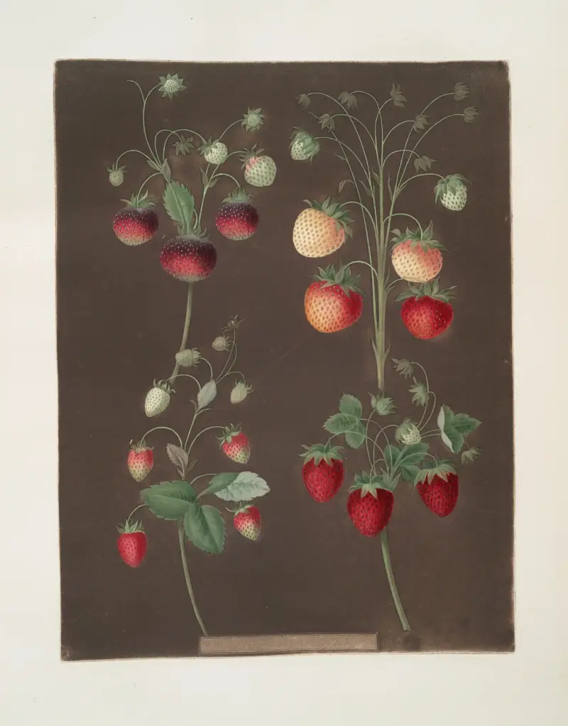 Strawberry varieties; Hoboy – Chili strawberry – Scarlet-Alpine – Scarlet-flesh pine av George Brookshaw