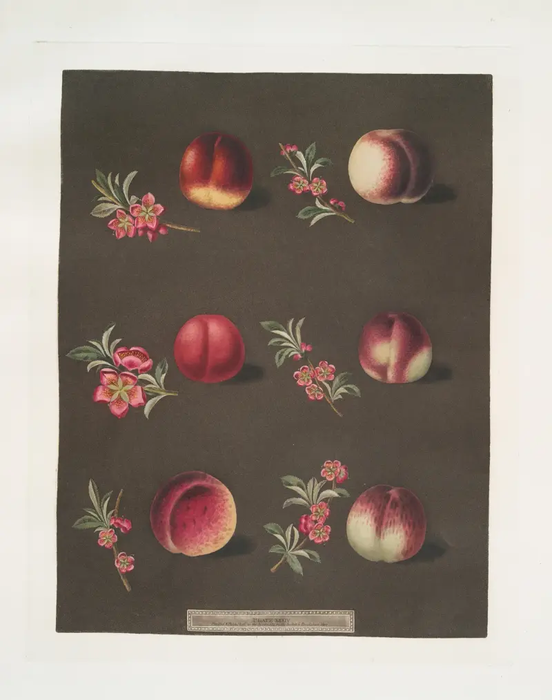 Vermash, Violette Hative, Red Roman, North scarlet, Ell rouge and the Peterborough nectarines. av George Brookshaw