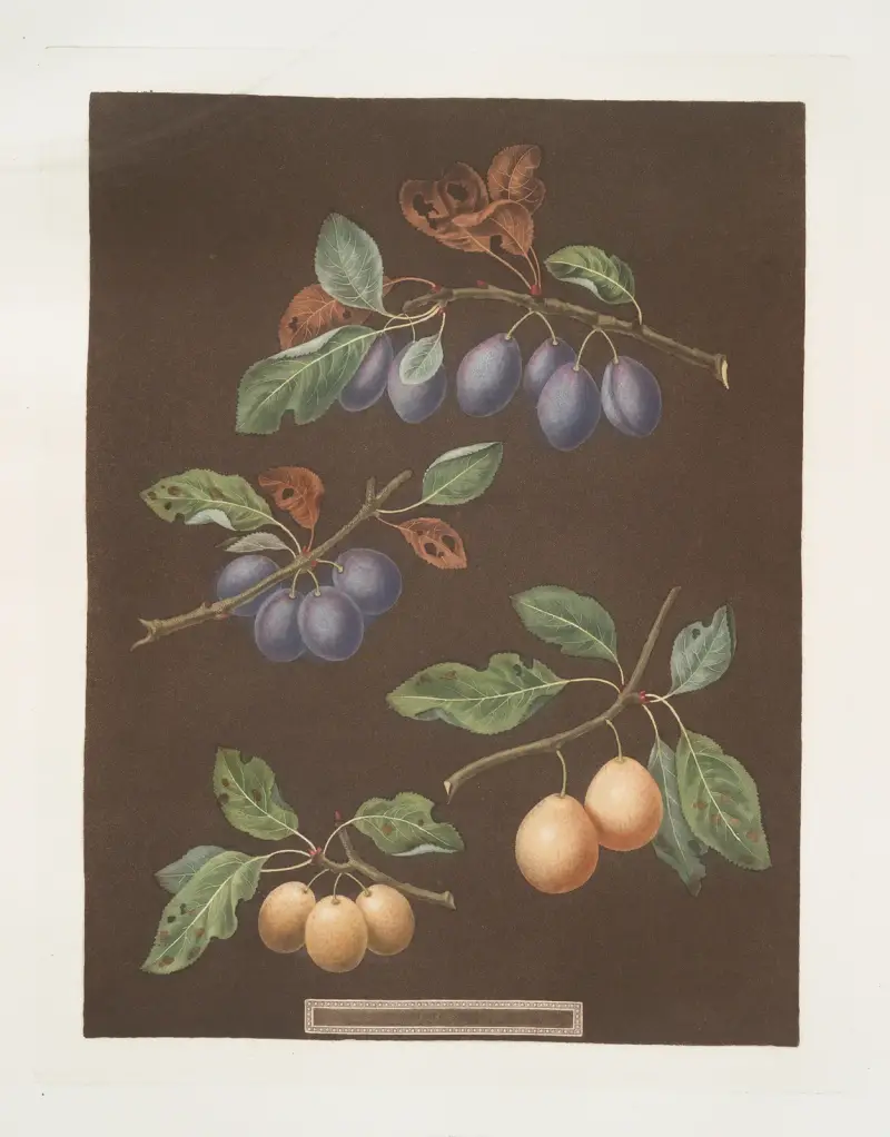 Vita maskulina, röda maskulina, orange och turkiska aprikoser av George Brookshaw