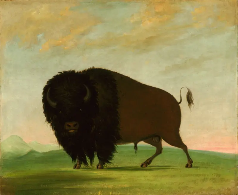 Buffeloxe, betande på prärien av George Catlin