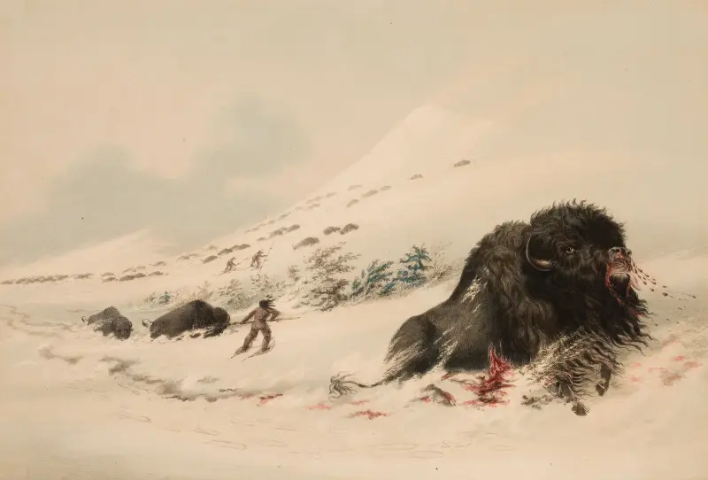 Buffel, i snödriva av George Catlin