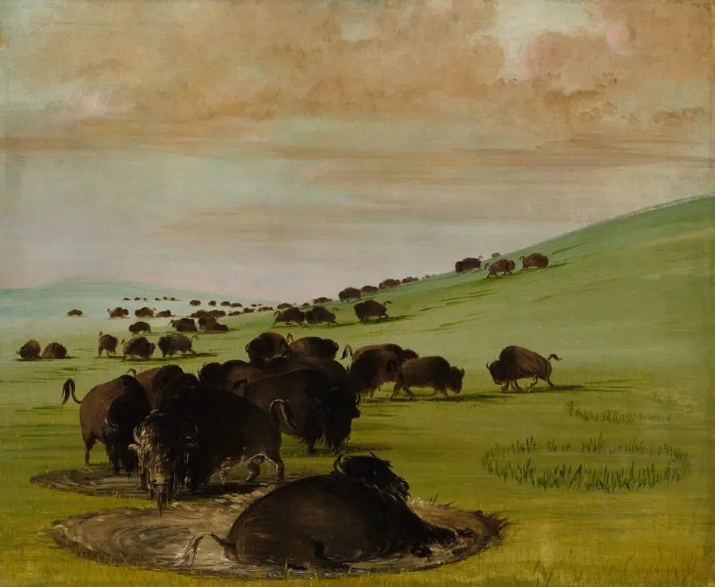 Buffalo Bulls in a Wallow av George Catlin