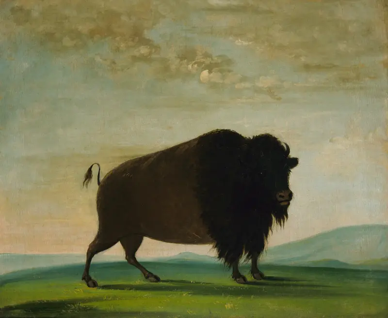 Buffelko, betande på prärien av George Catlin