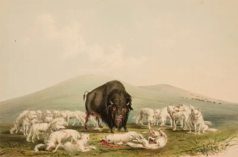 Buffeljakt, vita vargar attackerar en buffeltjur av George Catlin