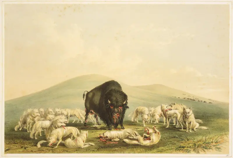 Buffeljakt; vita vargar anfaller buffeltjur av George Catlin
