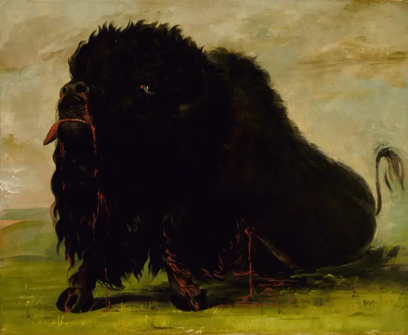 Döende bison, skjuten med pil av George Catlin