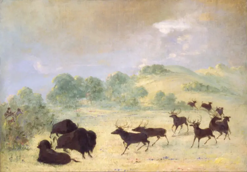 Älg och bison som bekantar sig, Texas av George Catlin