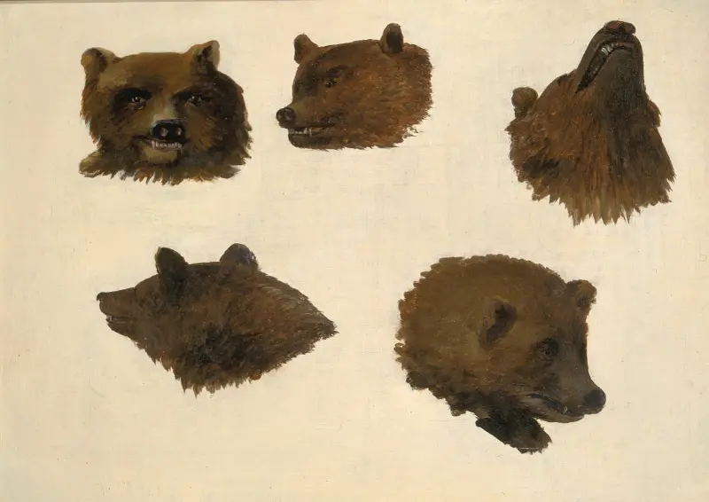 Portraits of Two Grizzly Bears, From Life av George Catlin