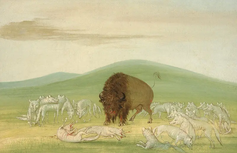Sårad buffel omringad av vita vargar av George Catlin