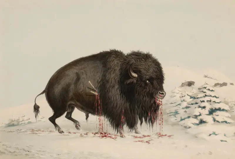 Sårad buffel av George Catlin