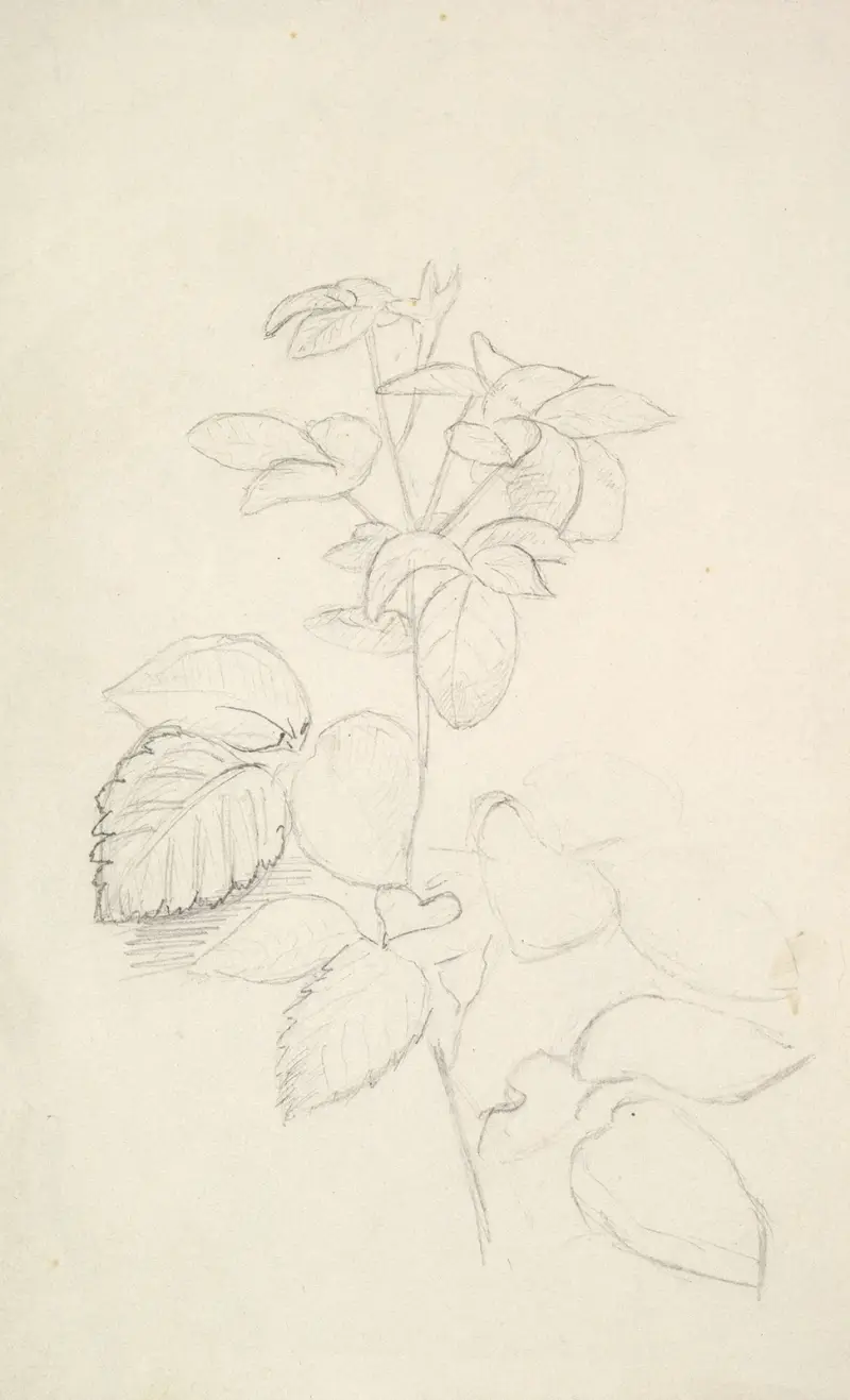 Studie av en växt av George Richmond