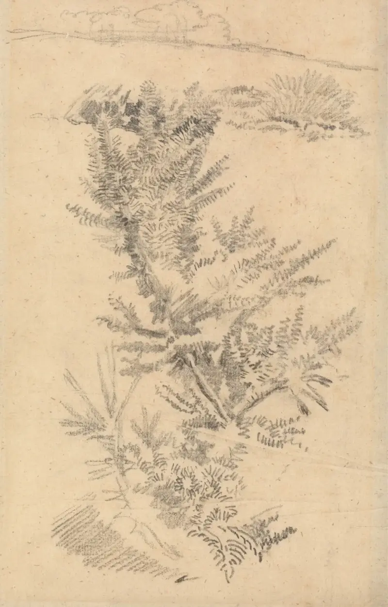 Study of Trees, etc., in a Meadow av George Richmond