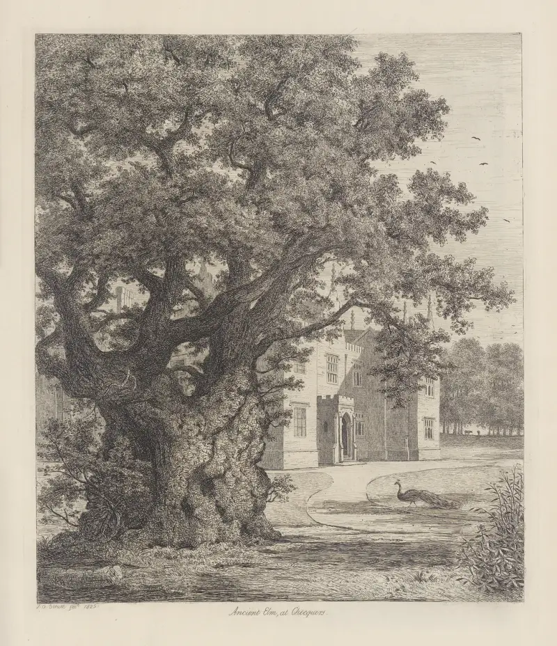 Ulme bei Checquers von Jacob George Strutt