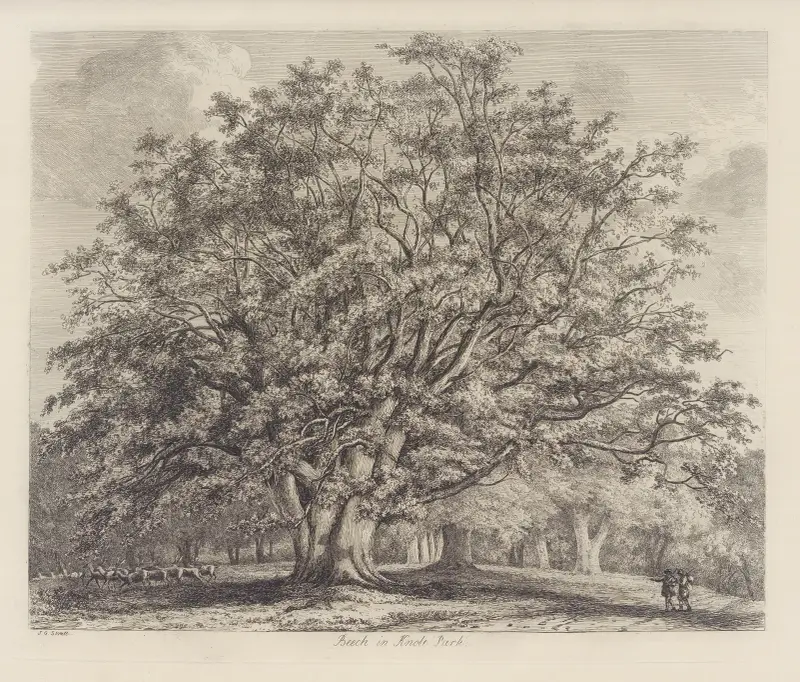 Buk u Knole, Jacob George Strutt