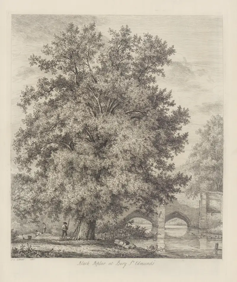 Den svarta poppeln vid Bury St Edmunds av Jacob George Strutt