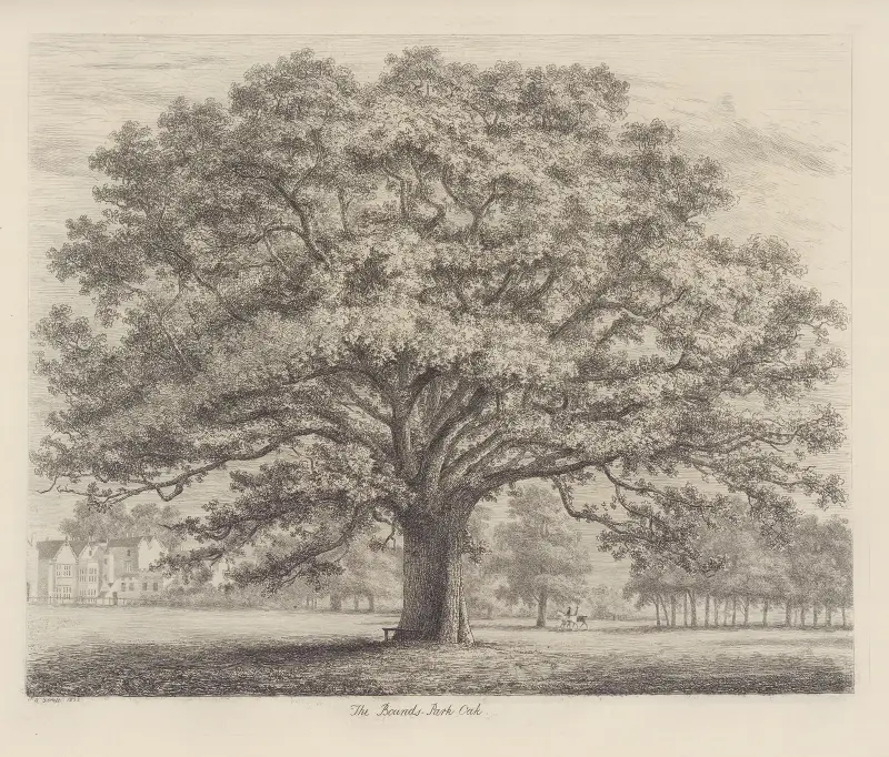 Eken i Bounds Park, Jacob George Strutt