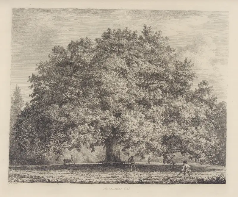 The Chandos Oak av Jacob George Strutt
