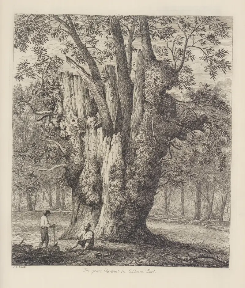 The Chesnut Tree Called The Four Sisters av Jacob George Strutt