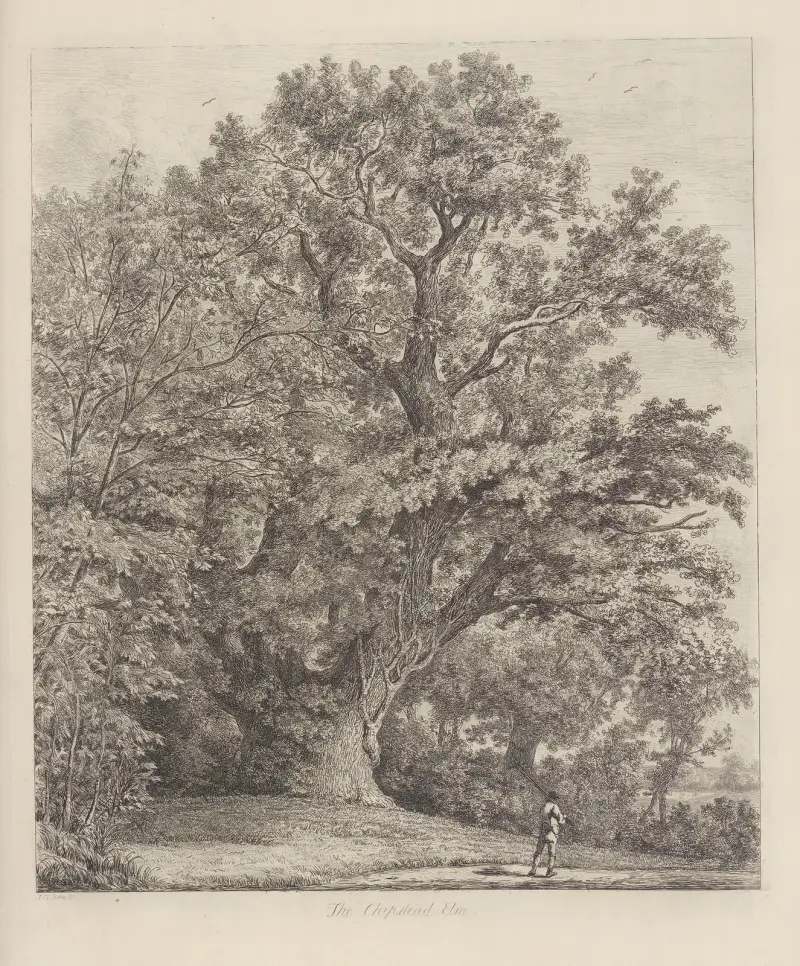 The Chipstead Elm, Jacob George Strutt