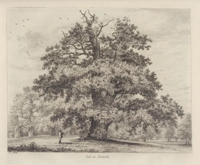 The Fredville Oak, Beauty av Jacob George Strutt