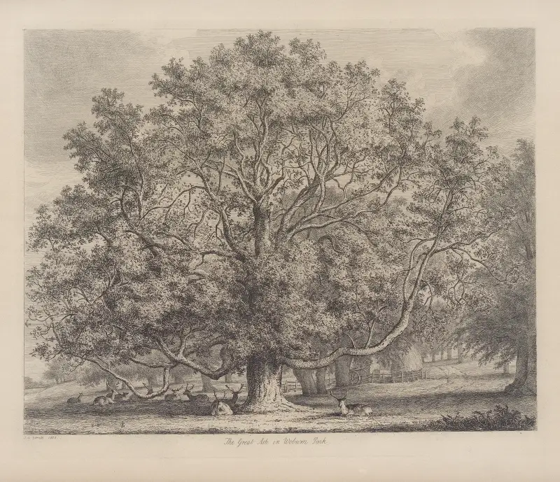 The Great Ash At Woburn av Jacob George Strutt
