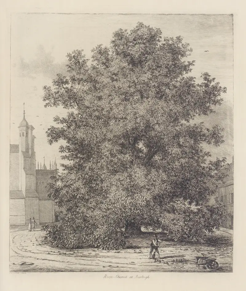 The Horse Chesnut at Burleigh av Jacob George Strutt