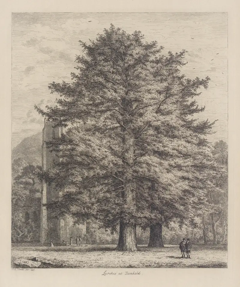 The Larches at Dunkeld av Jacob George Strutt