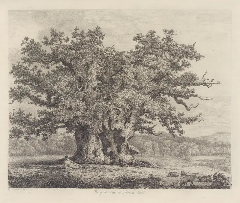 The Moccas-Park Oak av Jacob George Strutt