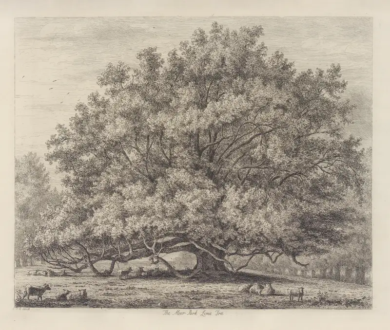 Der Lindenbaum im Moor Park von Jacob George Strutt