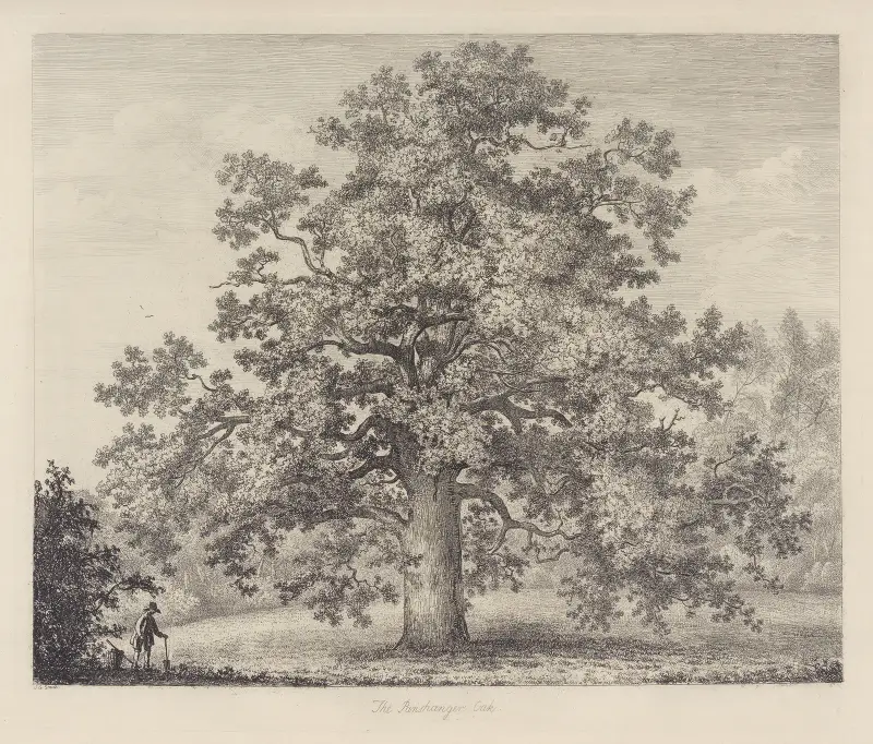 The Panshanger Oak av Jacob George Strutt