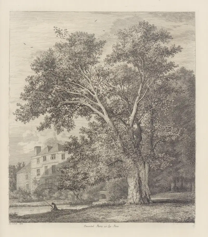 The Plane Tree At Lee Court av Jacob George Strutt