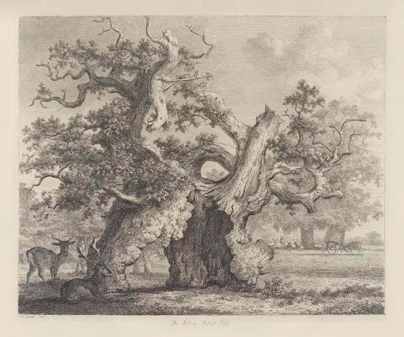 Die Eiche im Salcey Forest von Jacob George Strutt