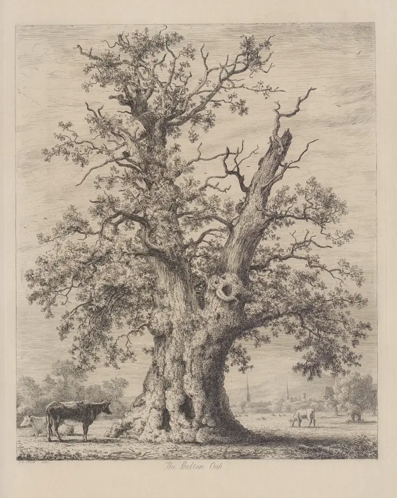 Sheltonský dub, Jacob George Strutt