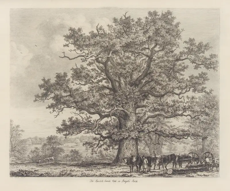 Die Squitch-Bank-Eiche von Jacob George Strutt