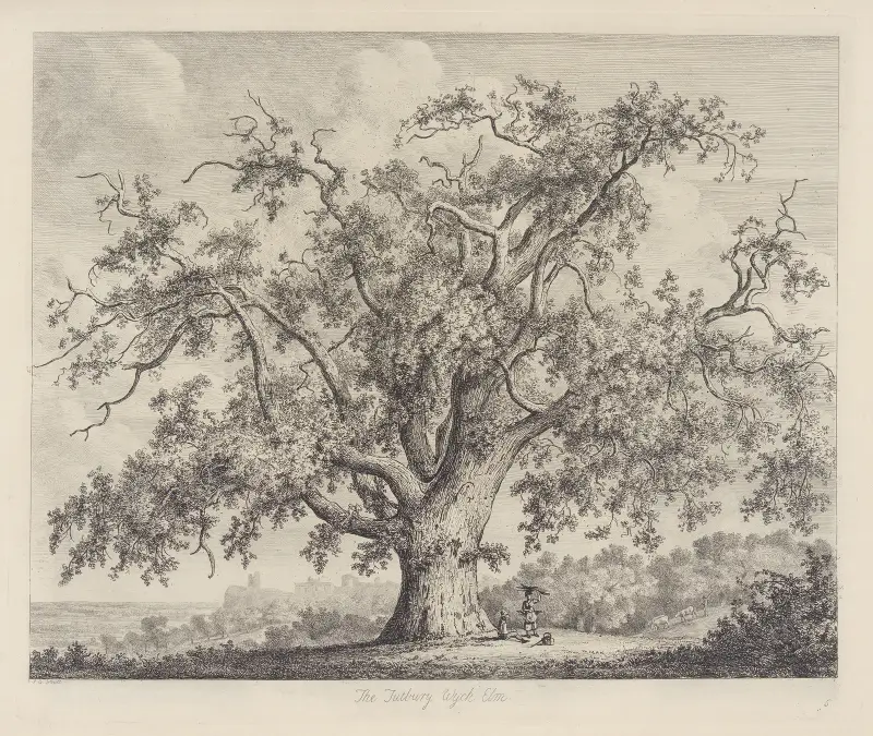 The Tutbury Wych-Elm av Jacob George Strutt