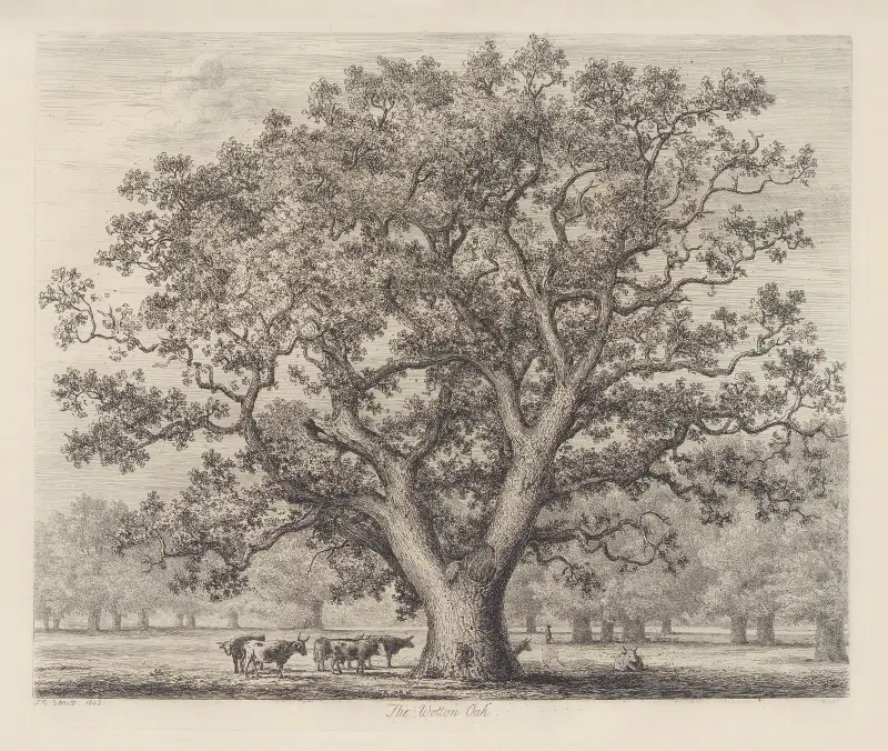 Wottonský dub, Jacob George Strutt