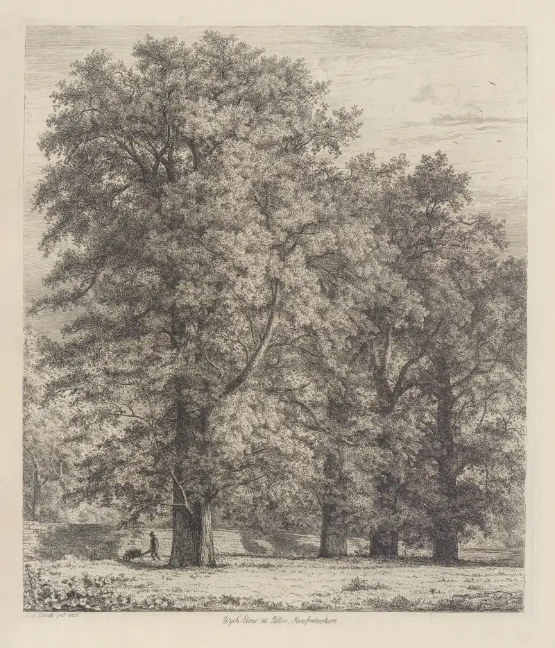 The Wych Elms at Polloc av Jacob George Strutt