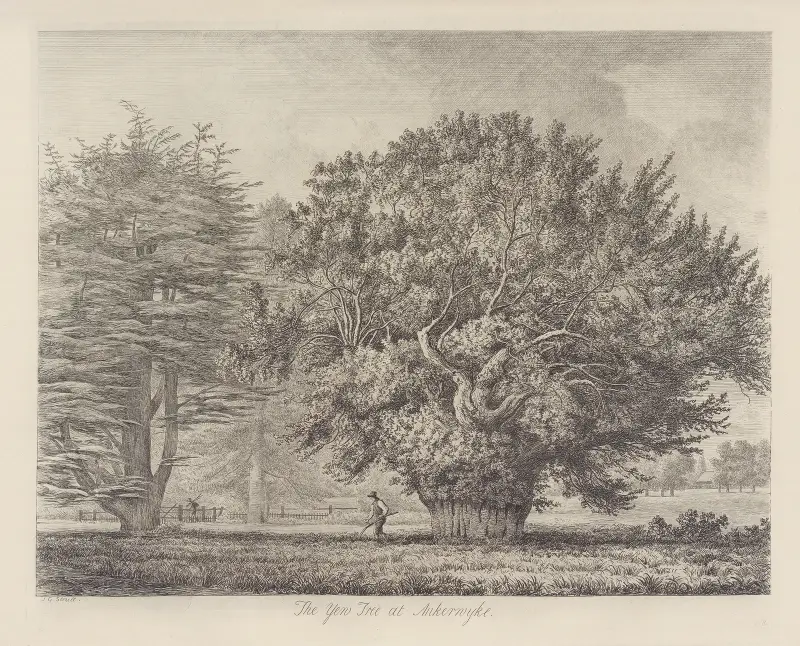 The Yew Tree at Ankerwyke av Jacob George Strutt