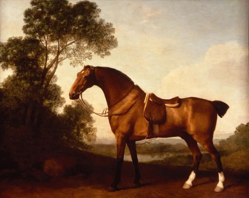 En sadlad brun jaktspringare av George Stubbs