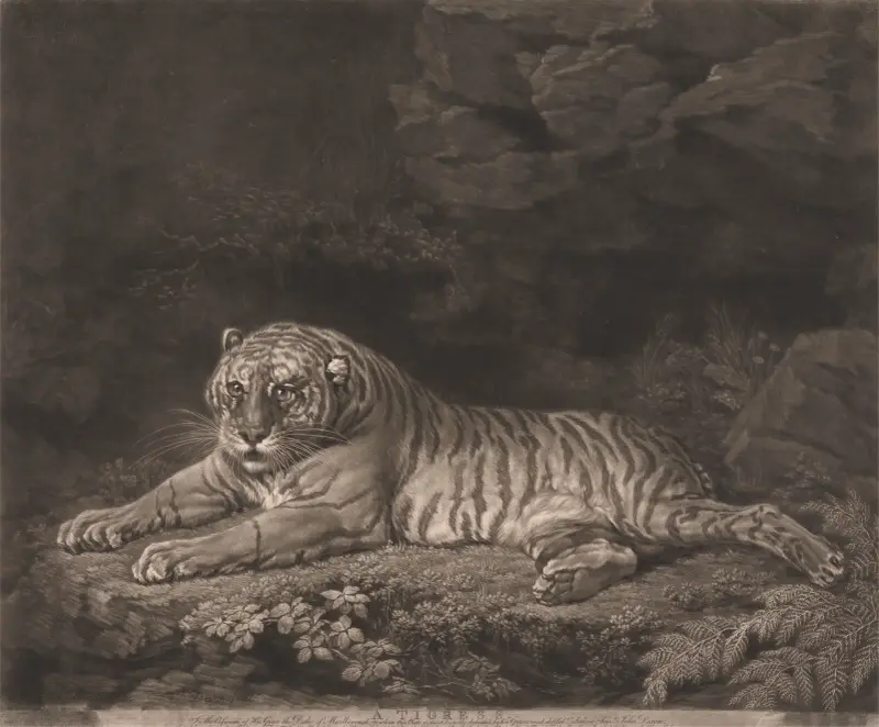 Tigrinna, George Stubbs